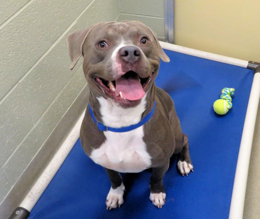 Indian River County Pet of the Week - Week of July 12, 2019